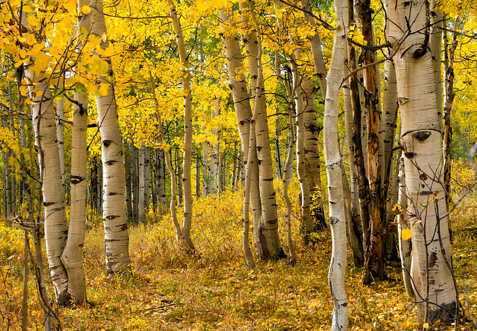Discovering Fall Magic: Why the Aspens in Telluride Make the Fall Hike a Must